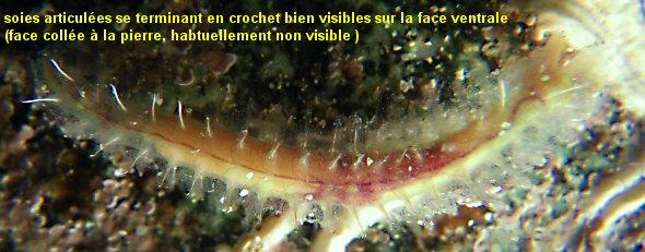 Plestin les Grèves, le 06/06/2012