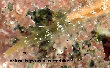 Plestin les Grèves, le 06/06/2012