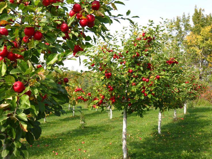 Fruit Trees Nursery In UK | Greenhills Nursery - JustPaste.it