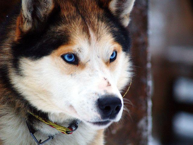 Reminds me of my &quot;puppy niece&quot; kuala. | Siberian husky mix, Husky mix, Siberian husky