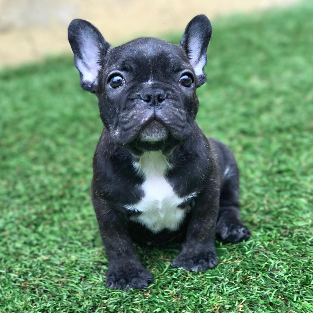 Mini french bulldog puppies for sale - JustPaste.it