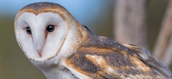 [Obrazek: 7fb0bca6b87c88f7ac37bc3c11c535f5.png]