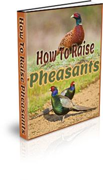 how to raise pheasants