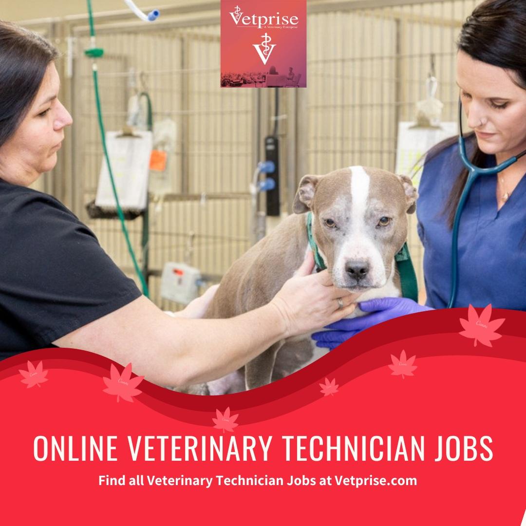 Online Veterinarian Technician Jobs JustPaste.it