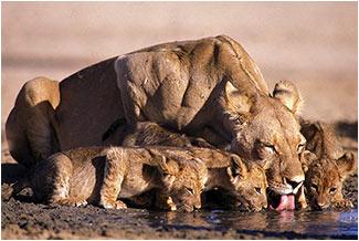 Sustainable Safari In South Africa