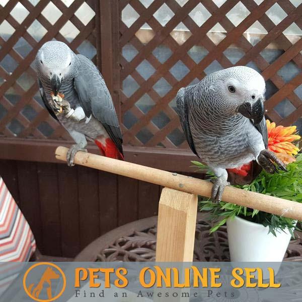 Buy African Grey Parrots Online | Pets Online Sell - JustPaste.it