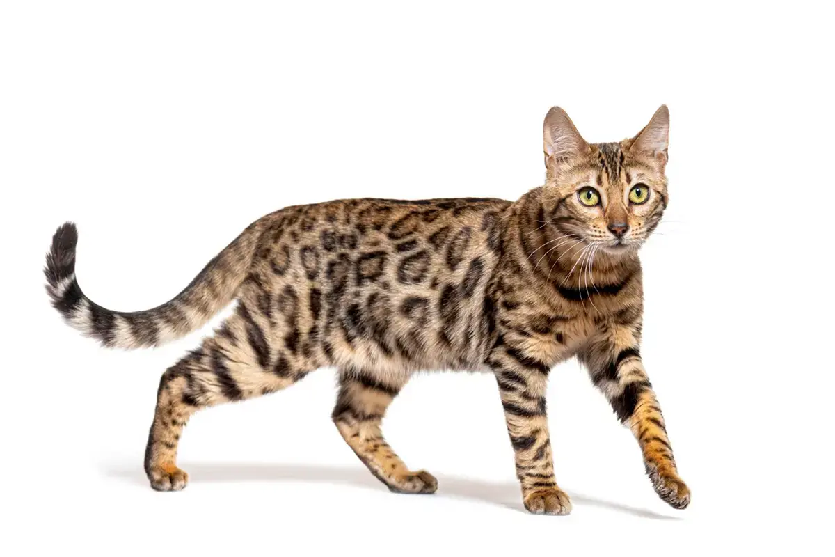 Bengal Cat Origin and History | Catastic