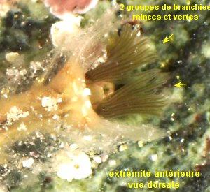 Plestin les Grèves, le 06/06/2012