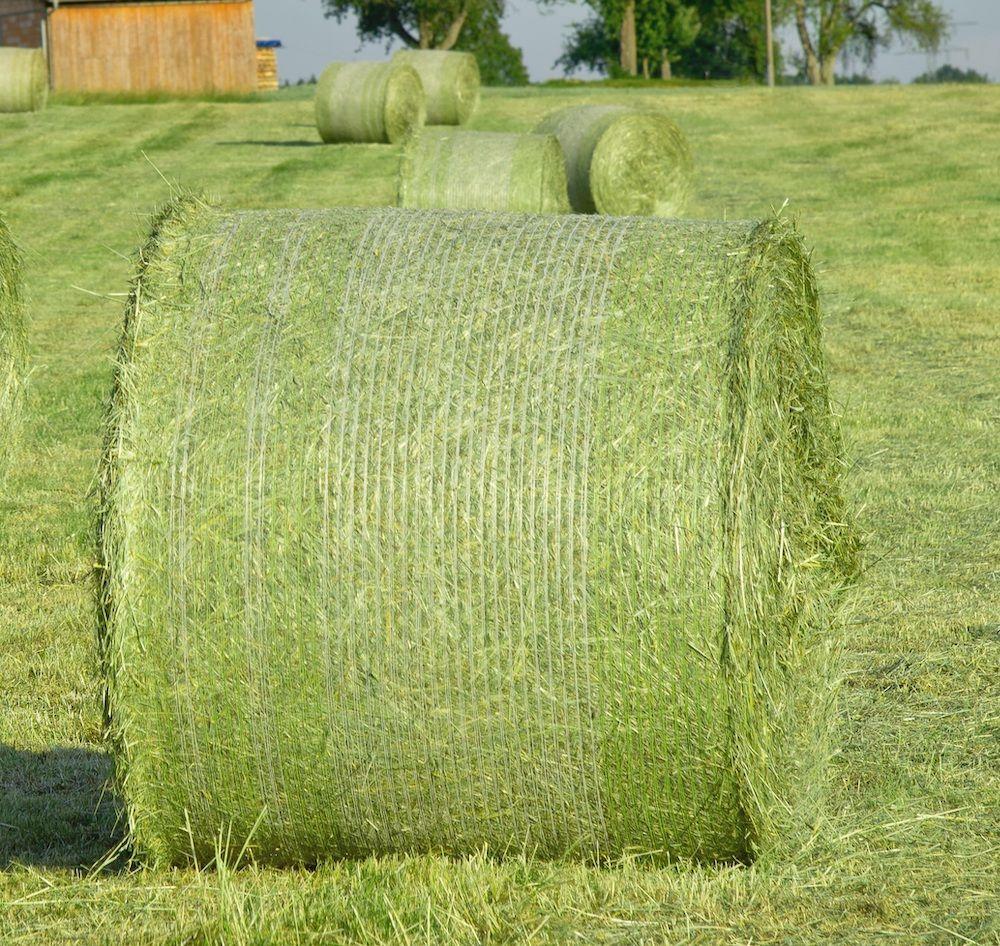 Buy Alfalfa Hay for sale, Buy Lucerne Hay whosale suppliers