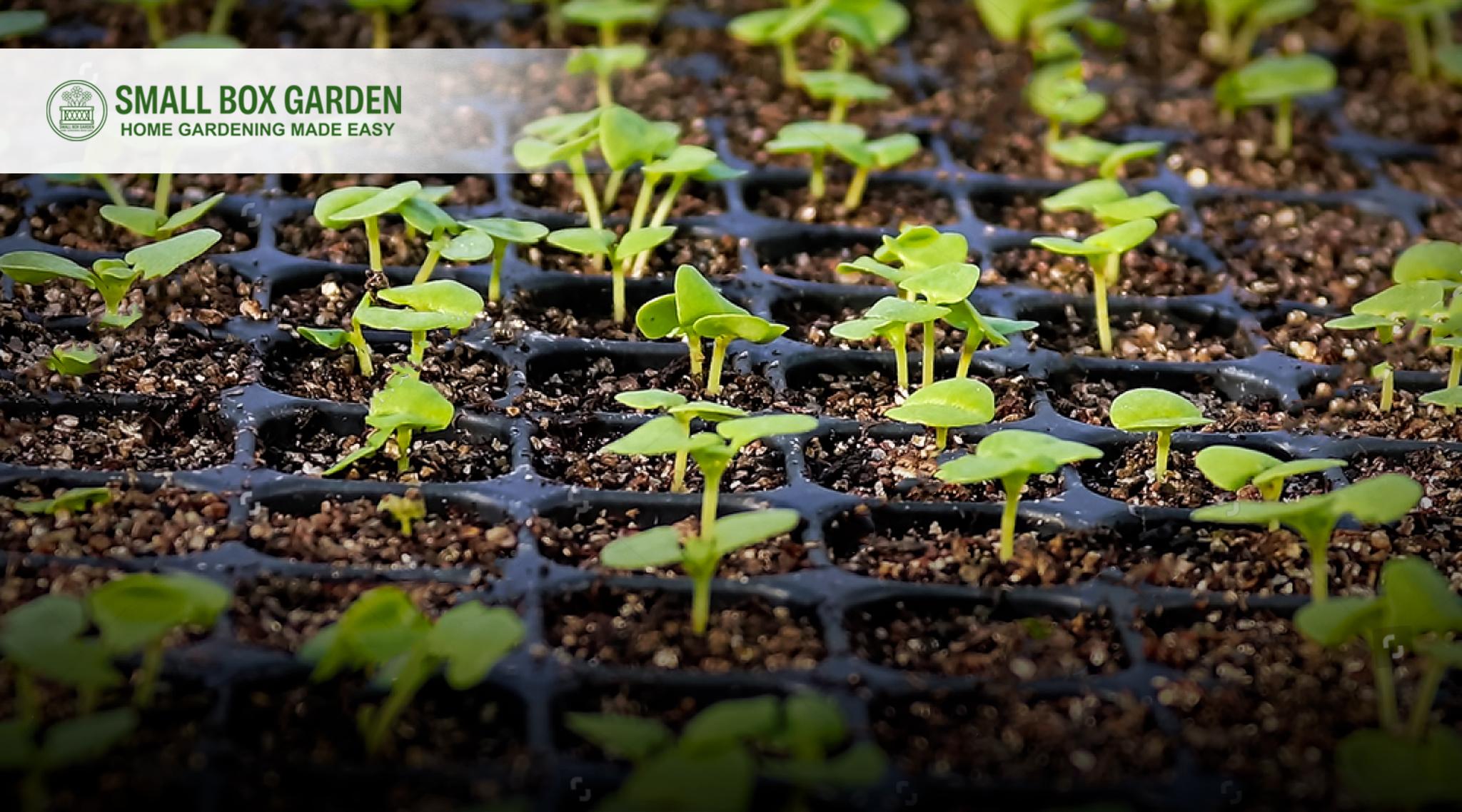 Top Benefits Of Using Pro Tray Nursery For Home Gardening JustPaste.it