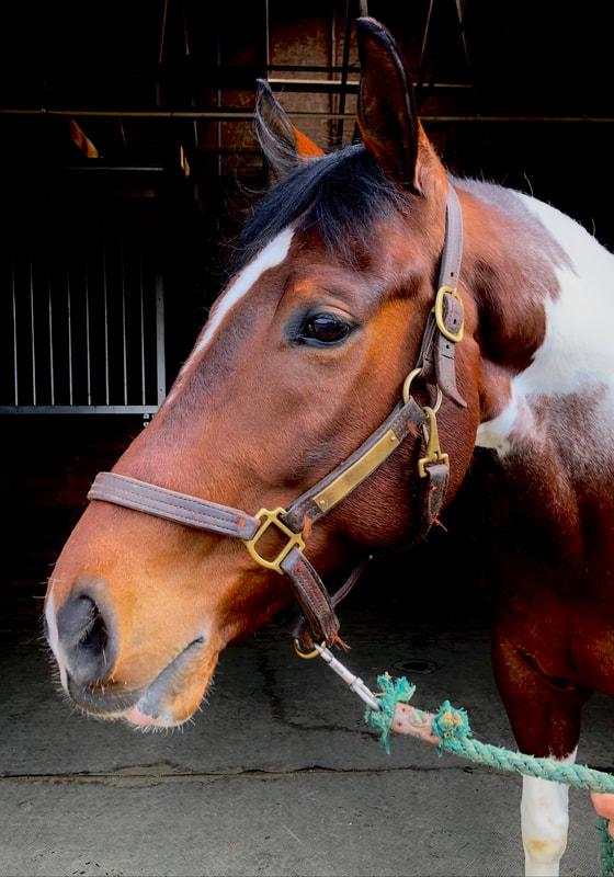 Horse For Sell series 2 at Apple Creek Farm JustPaste.it