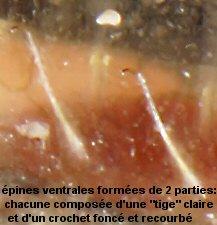 Plestin les Grèves, le 06/06/2012