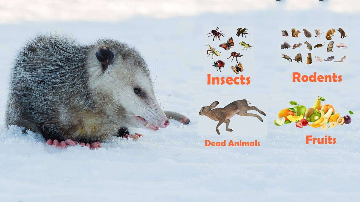 What Do Possums Eat JustPaste.it