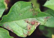 Zaraze wywołuje grzyb Phytophthora infestans, na zdjęciu zakażony liść ziemniaka.