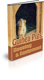 guinea pigs housing