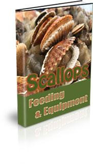 scallops feeding