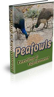 peafowl feeding