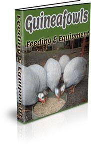 Guinea fowl Feeding