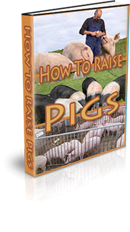 How To Raise Pigs