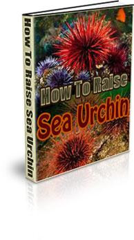 how to raise sea urchin