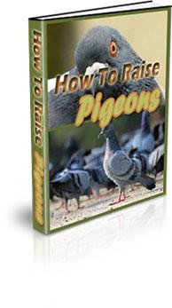 how to raise pigeons