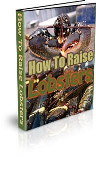 how to raise lobsters