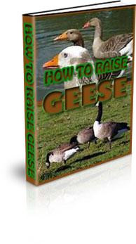 How To Raise Geese