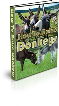 how to raise donkeys