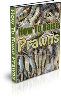 how to raise prawns