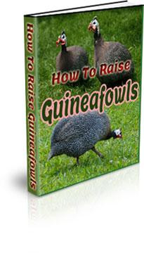 How To Raise Guinea Fowl