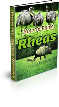 how to raise rheas