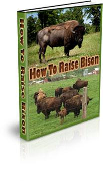 how to raise bison