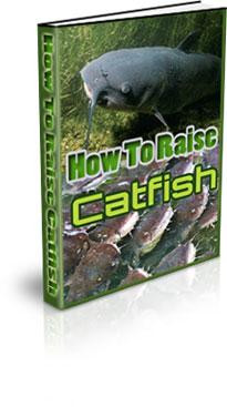 how to raise catfish