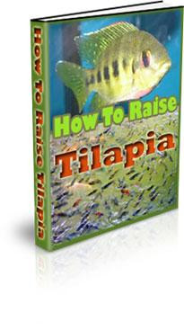 how to raise tilapia