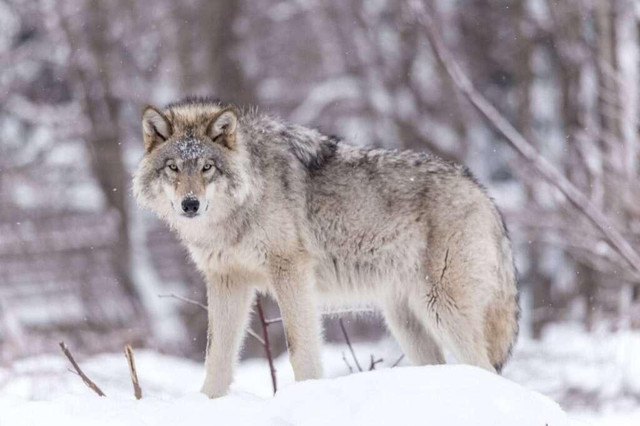 What Does a Timber Wolf Animal Look Like - JustPaste.it