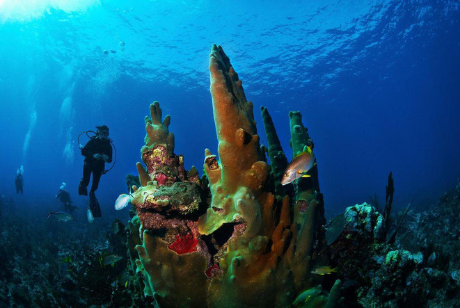 Image result for Belize Barrier Reef