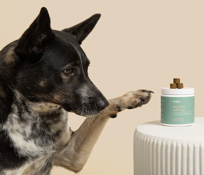 Reggie Dog Supplements – Everyday Dog Supplements & Chews for Dog