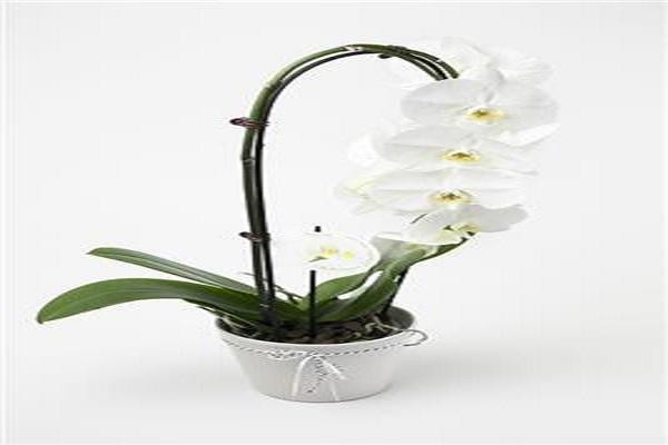 phalaenopsisorchidplantsexpressionsfloristcambridgehamiltonnzwaikatohospitalflowers3095.jpg