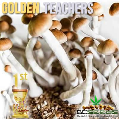 goldenteachersshrooms.jpg