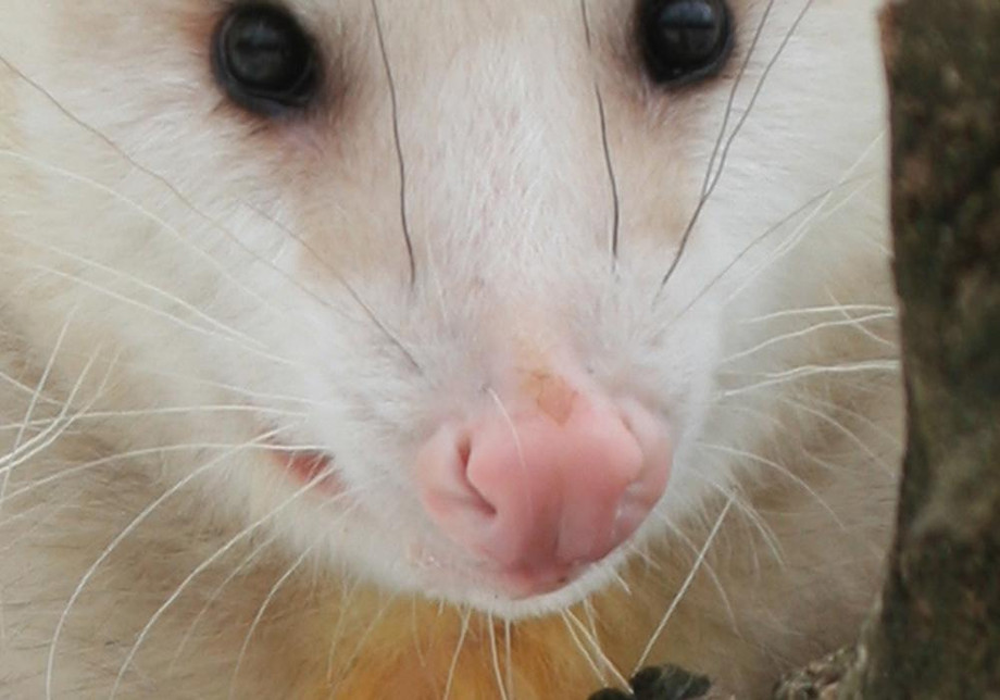 opossumnose.jpg