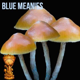 bluemeanies.jpg