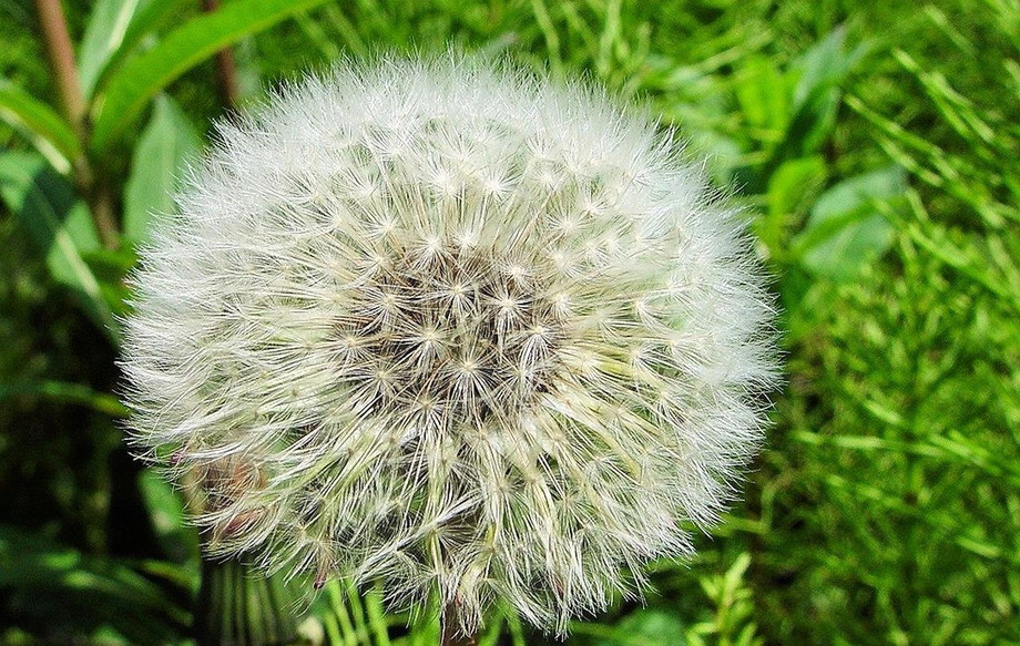 dandelion649411_1280.jpg