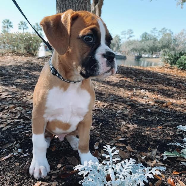 Boxer Puppies for Adoption at CostEffective Price