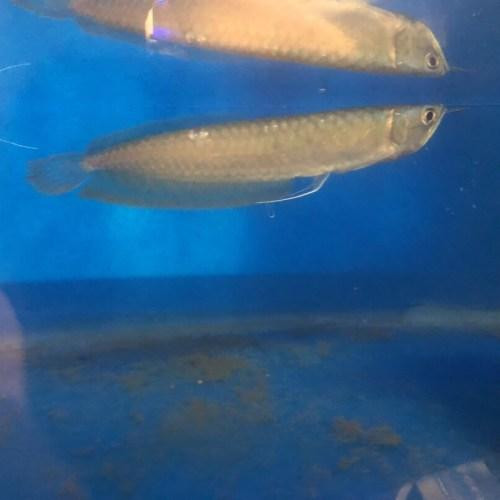 exoticfishshop.com-silver-arowana-31-1.jpg