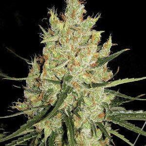 supersilverhaze300x300.jpg