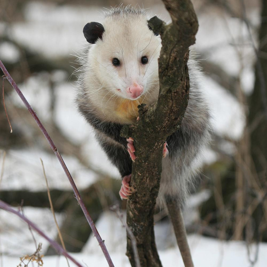 opossum1000x1000.jpg