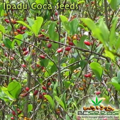 ipaducocaseeds.jpg