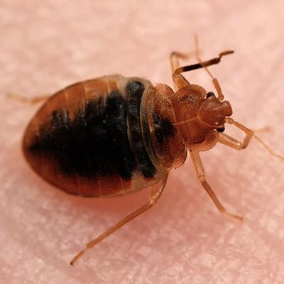 bedbugs.jpg