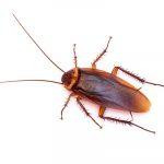 cockroach150x150.jpg