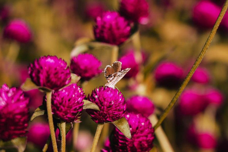 beautifulshotpurpleglobeamaranthgomphrenaflowersfield.jpg